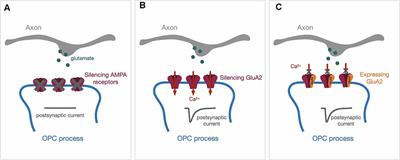 Novel Toolboxes for the Investigation of Activity-Dependent Myelination in the Central Nervous System